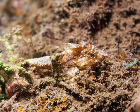 Longspine Waspfish, Paracentropogon longispinis, in Tufi fjords, Papua New Guinea