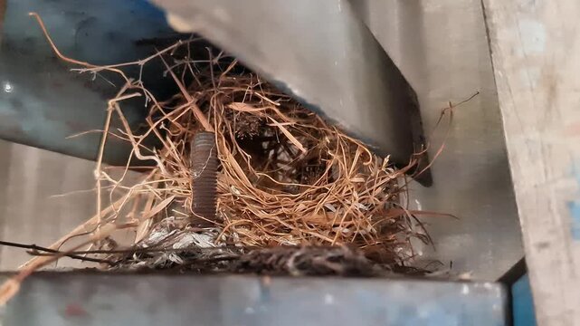 A small fragile bird's nest built with dry twigs hidden inside a rusty industrial metal structure and steel bolts, showcasing urban wildlife adaptation.