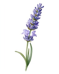 Obraz premium Delicate purple lavender blooms in a soft gradient.