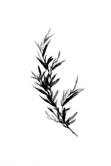 Obraz premium Minimalist black and white watercolor painting of a leafy branch.