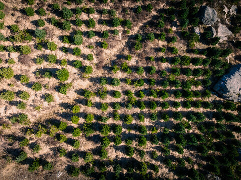 Aerial view of rows of young evergreen trees in a Christmas tree plantation with rocky terrain and dry soil in Hjelmelandsvagen, Rogaland, Norway.
