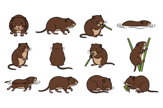 Water vole vector illustration set featuring cute cartoon rodents in various poses like swimming eating and climbing on a transparent background.