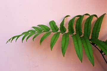 Close-up view of fern with pink wall in the background.  © Zzoe Iggi
