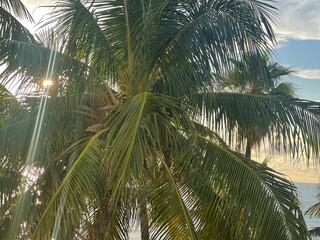 coconut palm trees © oksana