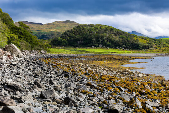 Rocky shoreline covered in yellow seaweed at low tide, green fields and wooded hills beneath dramatic cloud cover on Isle of Mull, Scotland