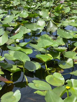 water lilies in the pond