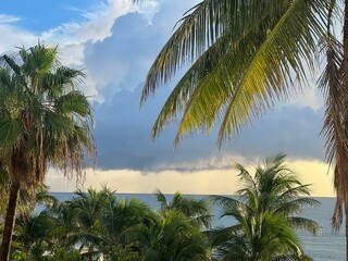 palm trees on the beach © oksana