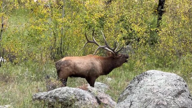 Bull elk watching over his herd during the elk rut