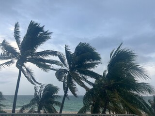 palm trees on the beach © oksana