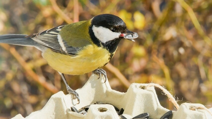 Great tit bird holding a sunflower seed in beak sitting on a homemade cardboard feeder. © Andrei