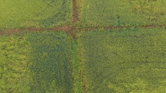Top Down Drone Shot Over Lush Tropical Forest Canopy and Dirt Access Trail in Sik Kedah