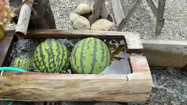 白川郷で冷やすスイカ　白川郷で、流水に浸して冷やされている2個のスイカ。木や竹、石、草花に囲まれた風情ある風景で、日本の夏や田舎の暮らし、涼しさ、夏休み、旅行、観光、里山などを表現するイメージ素材に使用できます。
