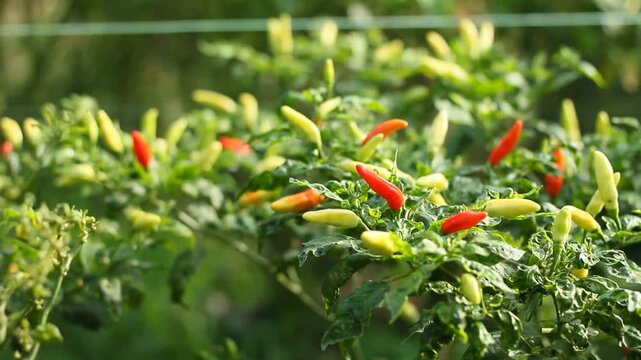 Capsicum frutescens, spicy red bird's eye chili peppers or Capsicum frutescens L., grown in a farm garden setting. The glossy, bright red peppers stand out against green leaves and natural outdoor