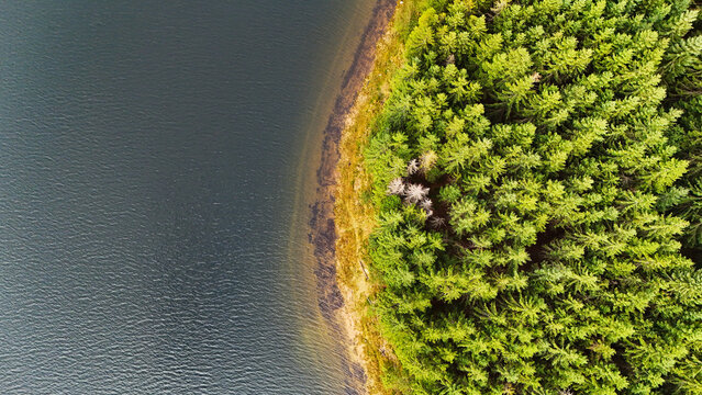 Aerial view of dense coniferous forest bordering a calm lake in Transylvania, Romania.