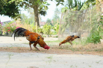 Rooster or Gallus gallus domesticus which has beautiful and bright colored feathers © ChairilAzmi