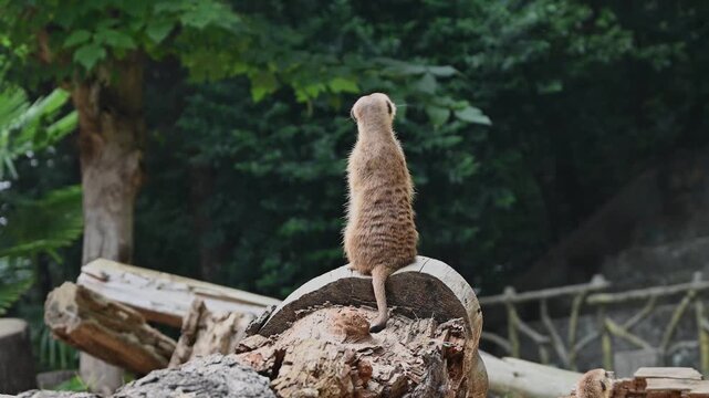 one meerkat is standing upright and looking around attentively in the zoo