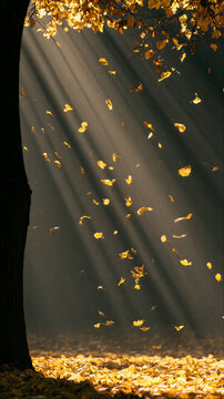Golden autumn leaf falling leaf sunlight forest tree trunk autumn