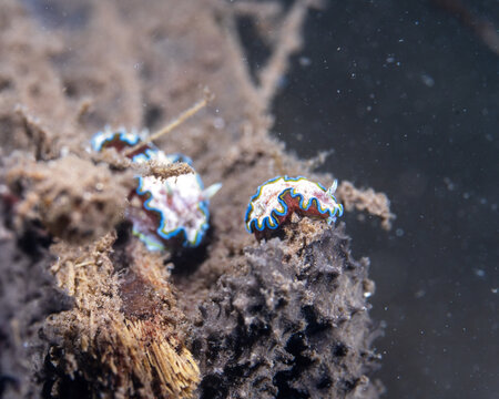 Girdled Glossodoris, Glossodoris cincta, in Tufi fjords, Papua New Guinea