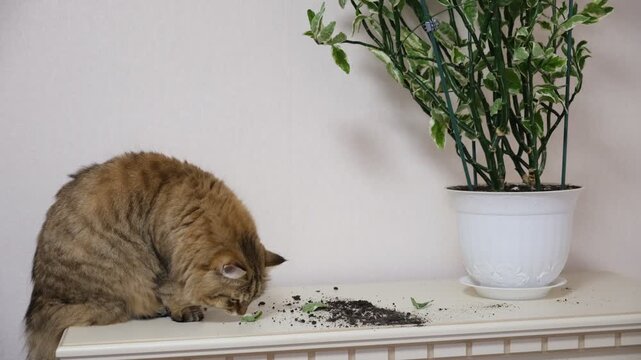 Cat left unattended make a mess and dig soil in pots of indoor plants, Naughty pets home alone. Caught In The Act. Guilty