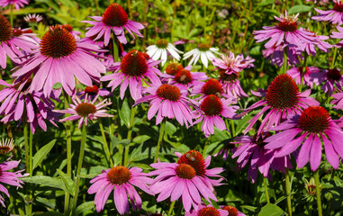 Fototapeta premium View of a cluster of purple coneflowers (Echinacea purpurea), featuring bright pink-purple petals and prominent spiny, brownish-orange center cones (Denmark).