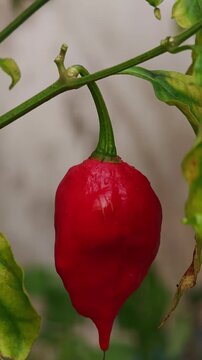 Macro view of red ghost pepper Capsicum chinense plant hanging on a vine at the garden