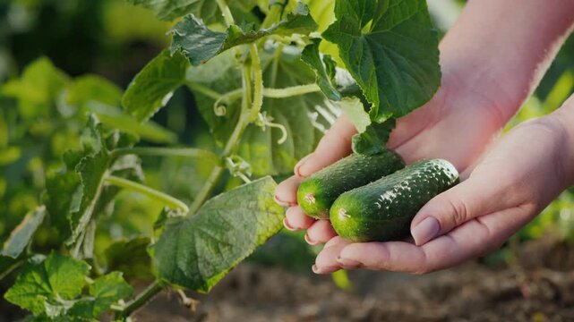 Fresh organic cucumbers harvested from home garden held in hands at sunset.