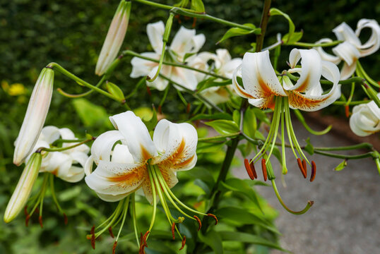 View of reflexed, white and orange-centered bloom of a Lady Alice lily, which is a hybrid featuring Lilium henryi characteristics (Denmark).