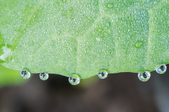 A macro shot of a vibrant green leaf covered in tiny dew droplets, with larger clear water droplets hanging from its edge.