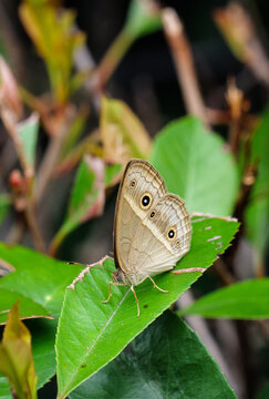 Possible Small-eyed Hawk-Moth material: close-up of brown wings and eye spots, nature photography