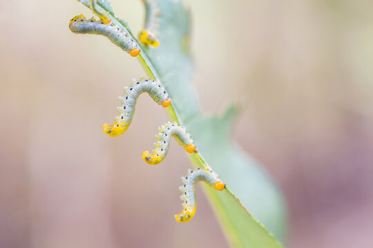 Close-up of multiple sawfly larvae resting on a green plant stem, showing distinct body markings.