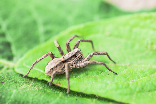 A wolf spider rests on a vibrant green leaf, showing its patterned body and long legs in a natural outdoor setting.