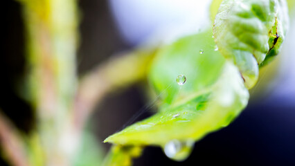 Macro shot of tender green plant buds and leaves with clear water droplets, showcasing fresh natural growth. © tai