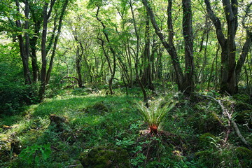shiny ferns in the spring forest © SooHyun