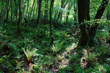 shiny ferns in the spring forest © SooHyun