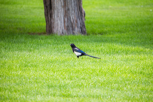 A black and white magpie with iridescent blue feathers stands on lush green grass near a tree trunk in an outdoor natural setting.