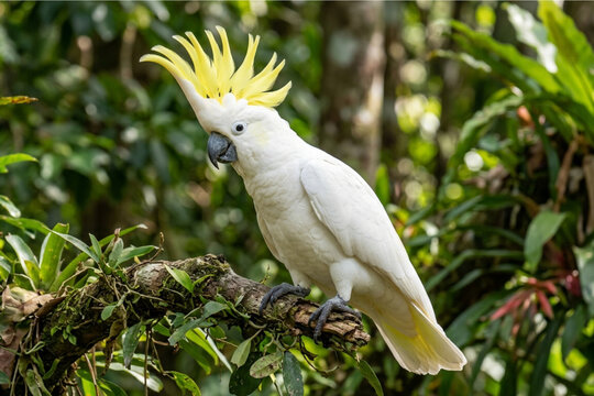 yellow and white parrot