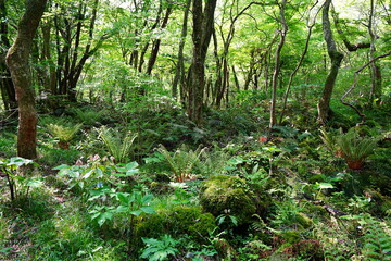 shiny ferns in the spring forest © SooHyun