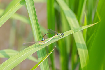 Two damselflies in mating posture, perched on a slender green grass blade in natural outdoor habitat. © tai