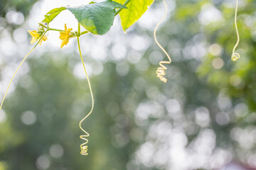 A close-up view of a climbing vine with yellow flowers, curly tendrils, and green leaves against a blurred natural backdrop. © tai