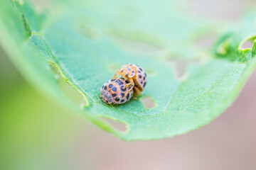 Two spotted lady beetles mating on a damaged green leaf, macro close-up shot. © tai