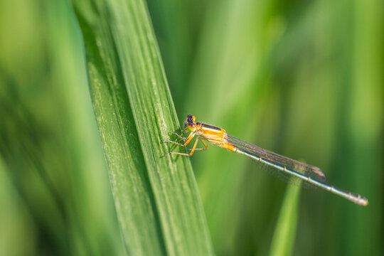 A colorful damselfly rests on a slender green grass blade, showing its delicate body and transparent wings in natural outdoor setting.