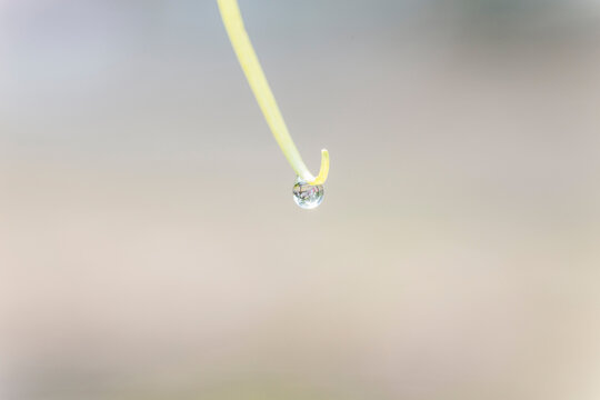 A tiny transparent water droplet rests on the curved tip of a yellow plant stem, captured in close-up against a soft blurred neutral background.