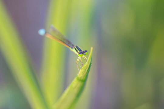 A tiny damselfly rests on a sharp green plant blade, set against a blurred natural background of green foliage.