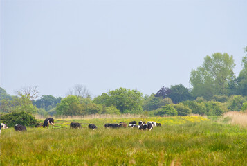 Scenic rural view of cows grazing in an open green pasture field. © LocalDreamer