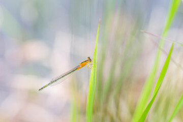 A small orange damselfly rests on a slender green grass blade in natural outdoor surroundings. © tai