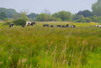 Scenic rural view of cows grazing in an open green pasture field. © LocalDreamer