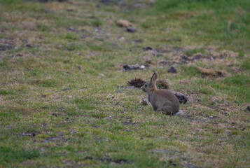 Close up portrait of a wild brown European rabbit on green grass. © LocalDreamer