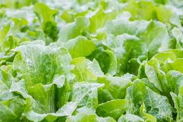 Close-up of fresh, vibrant green leafy lettuce with clear water droplets on its tender leaves, showcasing healthy, natural produce. © tai