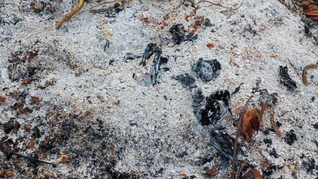 Burnt soil surface covered in grey ashes and charred wood bits after open burning outdoors.