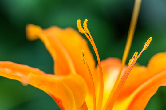 A macro shot focusing on the orange stamens and curved petals of a day lily, set against blurred green foliage.